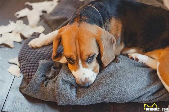 狗玩纸巾背后的三大心理误区及误食纸巾的严重性对策