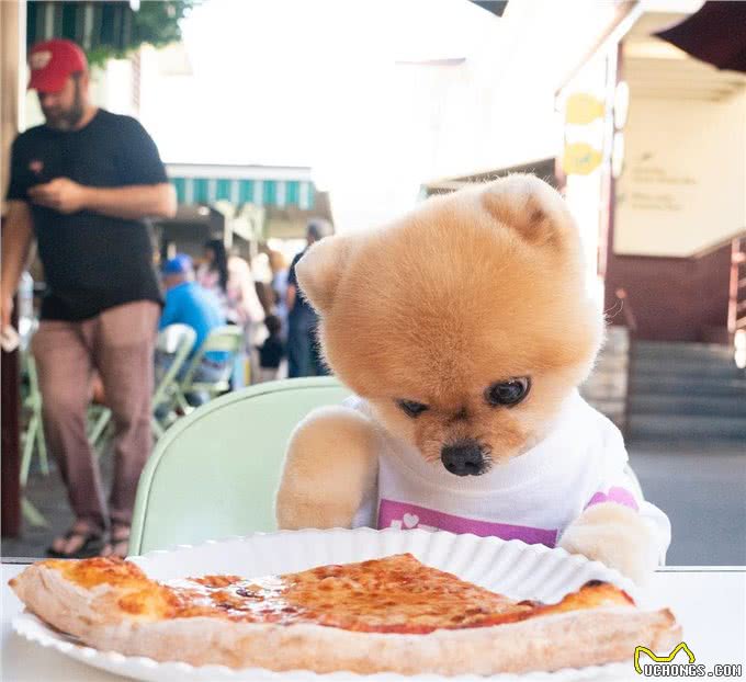 博美毛发容易打结?别担心,可能是你狗粮没喂对