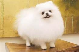 博美毛发容易打结?别担心，可能是你狗粮没喂对