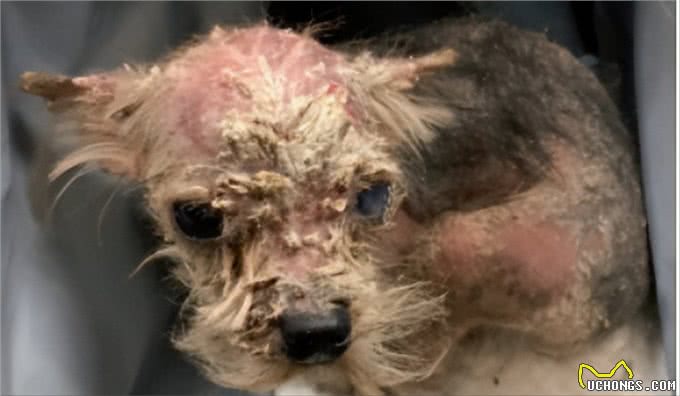 海瑞恩:犬猫常见皮肤病的预防及治疗