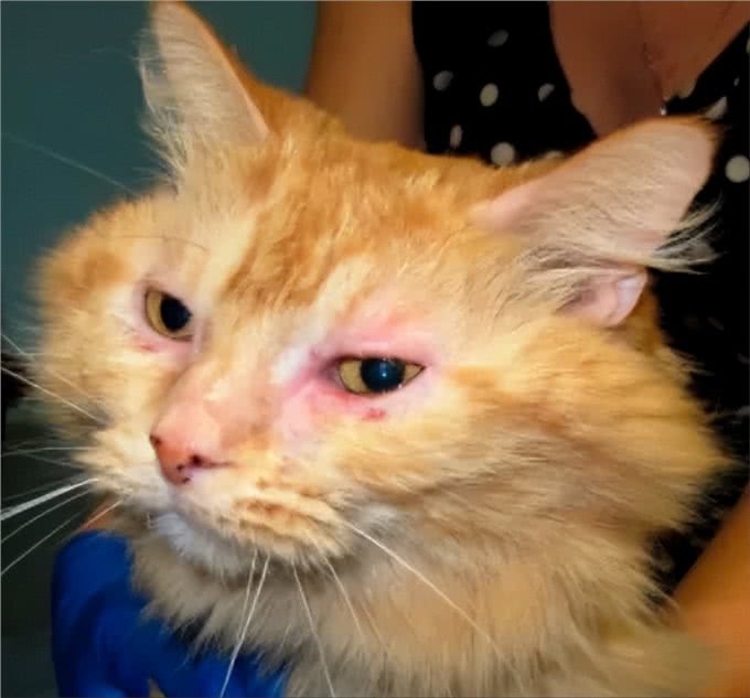 海瑞恩:犬猫常见皮肤病的预防及治疗