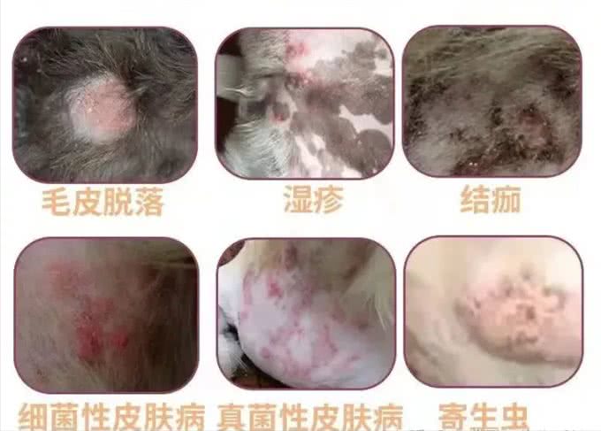 海瑞恩:犬猫常见皮肤病的预防及治疗
