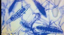 海瑞恩:犬猫常见皮肤病的预防及治疗