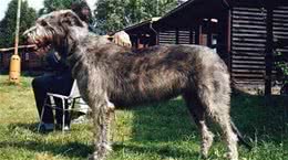 爱尔兰猎狼犬形态特征及鉴别