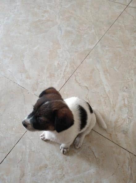 萌宠必备!狗狗养护知识大揭秘，让你家毛孩子健康快乐每一天!