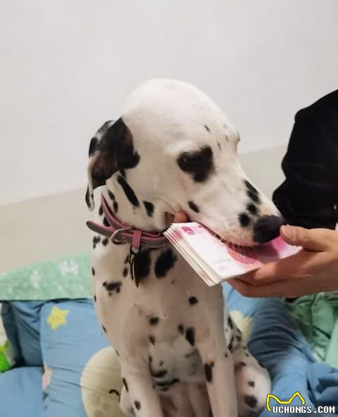 萌宠必备!狗狗养护知识大揭秘，让你家毛孩子健康快乐每一天!