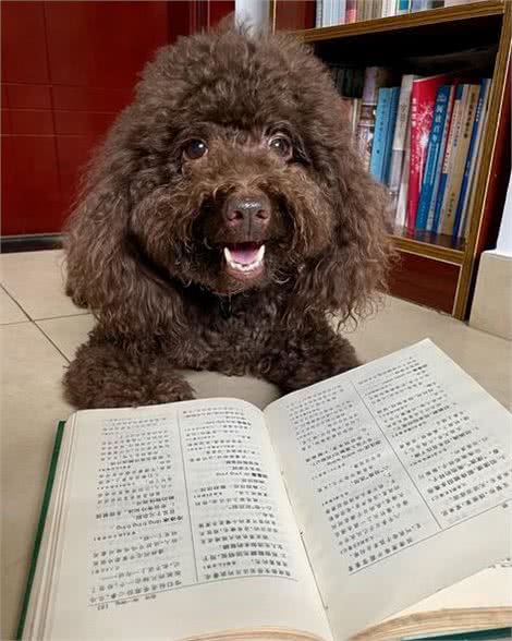 萌宠必备!狗狗养护知识大揭秘，让你家毛孩子健康快乐每一天!