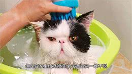 宠物自助洗澡