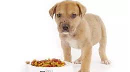 狗狗饲料中各种物质的作用