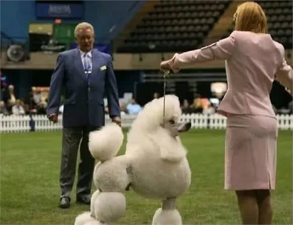 如何训练狗狗坐下、不乱吃食物、卧倒、等动作