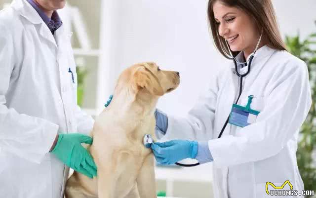 狗狗竟然会放屁，铲屎官们get到真相了吗?