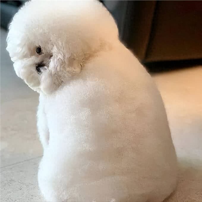 比熊太胖对身体好吗?