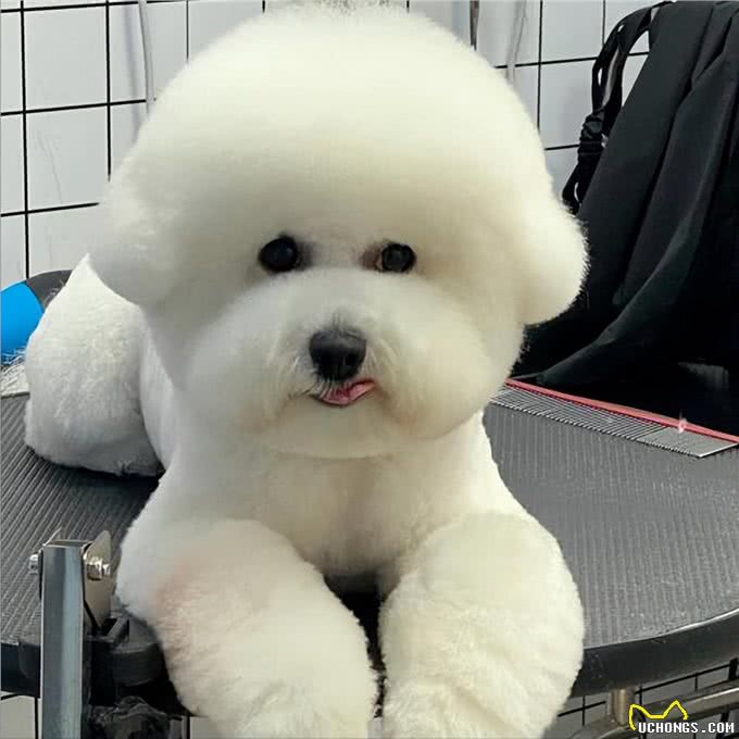 比熊太胖对身体好吗?