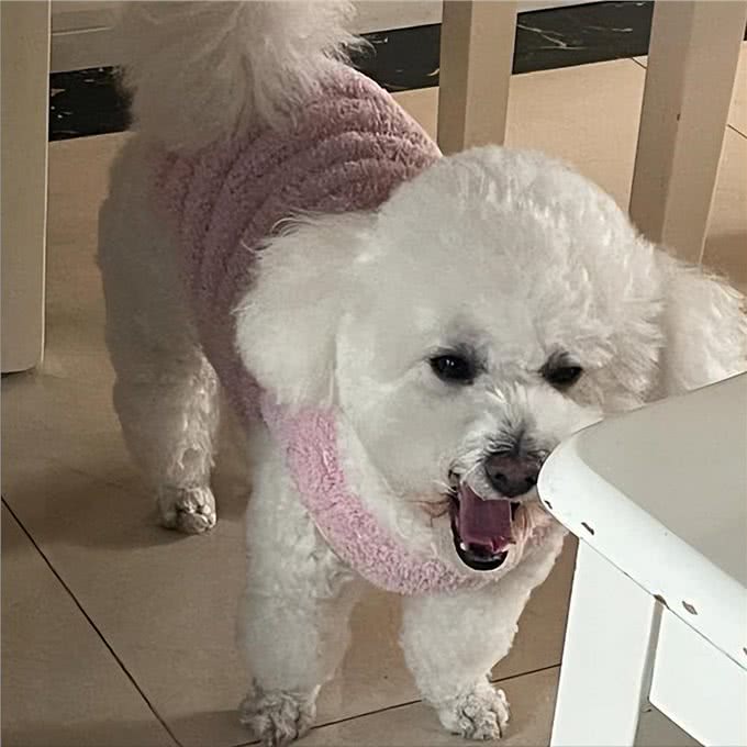 比熊太胖对身体好吗?