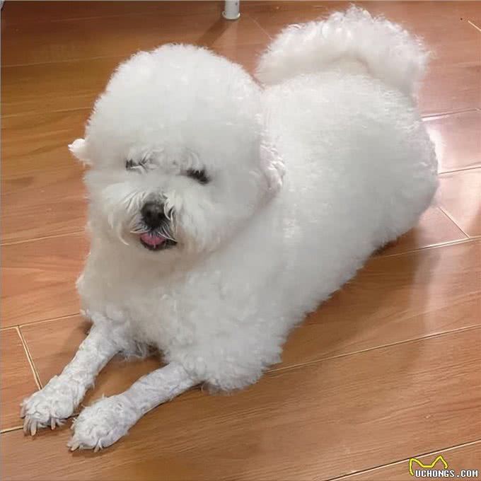 比熊太胖对身体好吗?