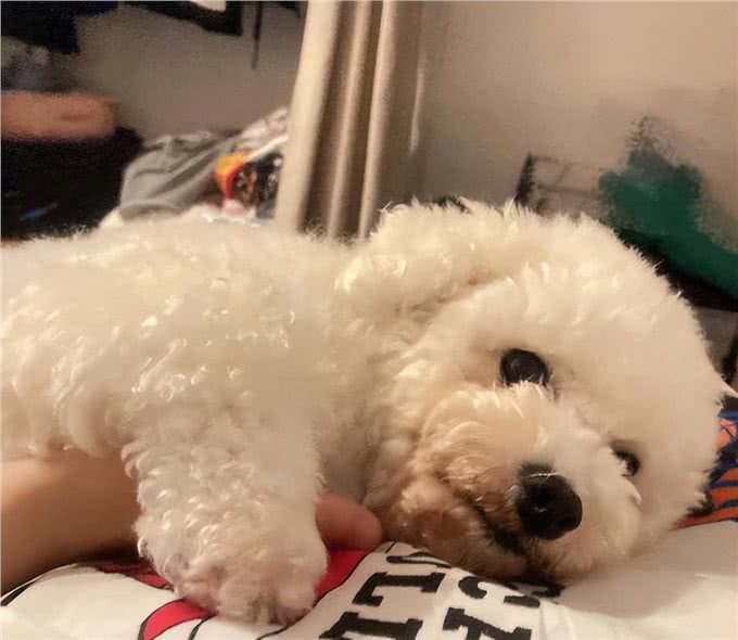 比熊太胖对身体好吗?