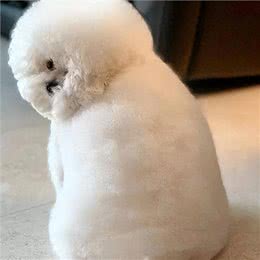 比熊太胖对身体好吗?