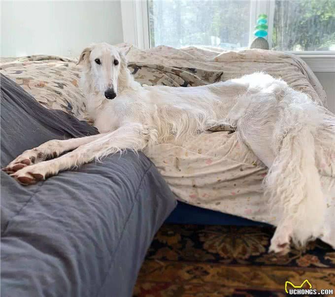 拥有华丽锥子脸的昔日贵族犬—苏俄猎狼犬