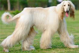 拥有华丽锥子脸的昔日贵族犬—苏俄猎狼犬