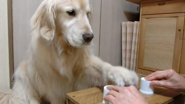 有这5种表现的狗狗，智商绝对高，中了其中1个，你就偷着乐吧