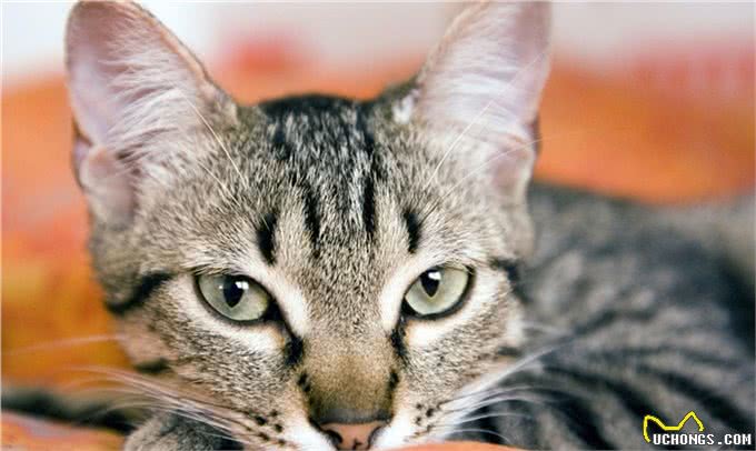 新猫入住,怎么才能实现与原住民和谐相处,让猫咪快速适应新伙伴