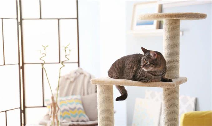 新猫入住，怎么才能实现与原住民和谐相处，让猫咪快速适应新伙伴