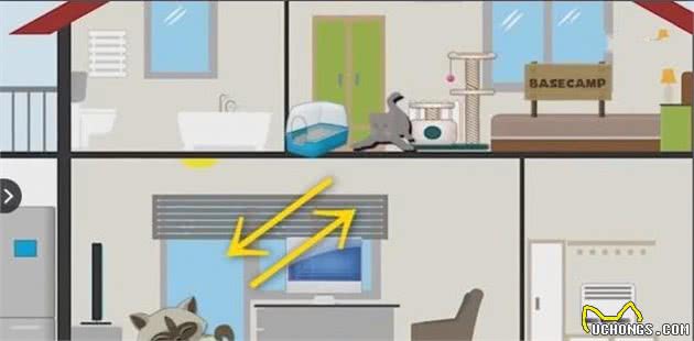 新猫入住，怎么才能实现与原住民和谐相处，让猫咪快速适应新伙伴