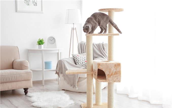 新猫入住,怎么才能实现与原住民和谐相处,让猫咪快速适应新伙伴