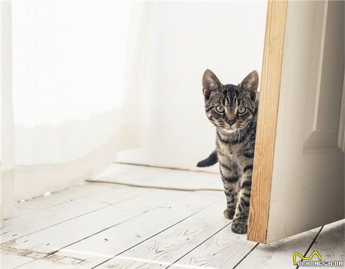 新猫入住，怎么才能实现与原住民和谐相处，让猫咪快速适应新伙伴