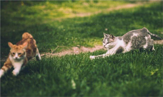 新猫入住,怎么才能实现与原住民和谐相处,让猫咪快速适应新伙伴
