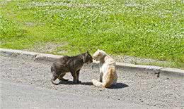 新猫入住，怎么才能实现与原住民和谐相处，让猫咪快速适应新伙伴