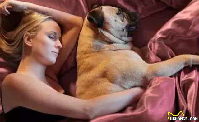 如何安全地与狗狗共眠?这6点很重要，别怪我没提醒