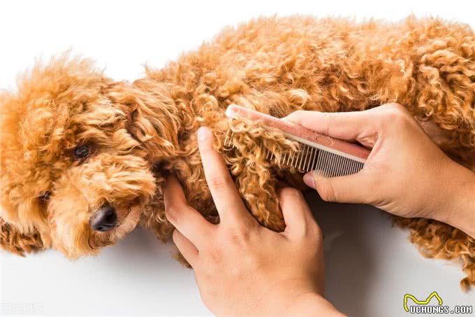 如何安全地与狗狗共眠?这6点很重要，别怪我没提醒