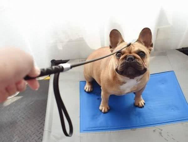 如何安全地与狗狗共眠?这6点很重要，别怪我没提醒