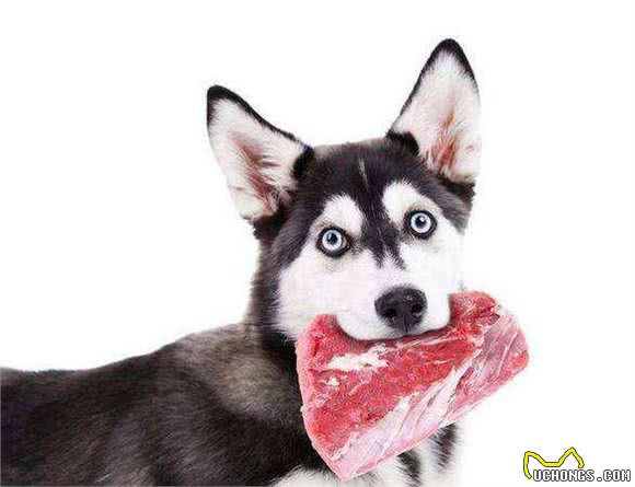 如何安全地与狗狗共眠?这6点很重要，别怪我没提醒