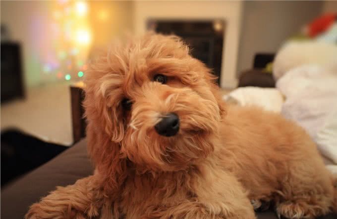 冬天养狗的方法要改变了，不仅要注意饮食方面，还要注意好保暖