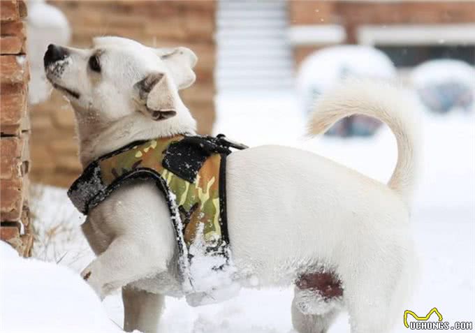 冬天养狗的方法要改变了，不仅要注意饮食方面，还要注意好保暖