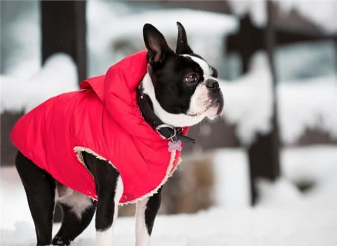 冬天养狗的方法要改变了，不仅要注意饮食方面，还要注意好保暖