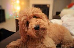 冬天养狗的方法要改变了，不仅要注意饮食方面，还要注意好保暖