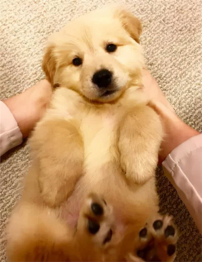 关于金毛犬正确的饲养方法,看这一篇就够了