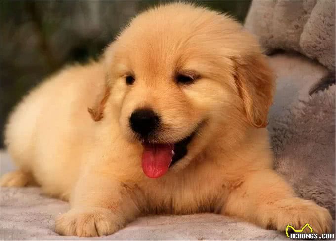 关于金毛犬正确的饲养方法,看这一篇就够了