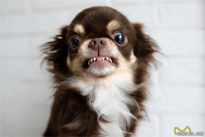 狗狗凝视主人的心理:爱、不安与警戒