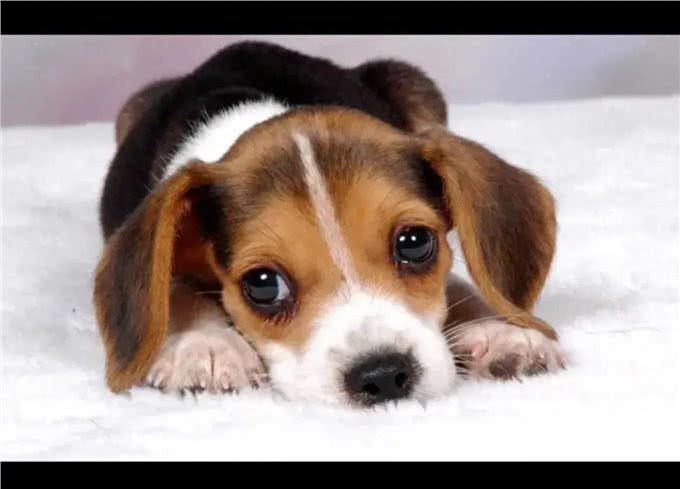 你真的了解宠物的心理吗?为何狗狗服从,猫咪却受欢迎?