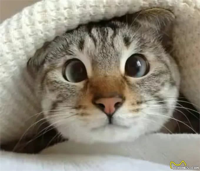 你真的了解宠物的心理吗?为何狗狗服从,猫咪却受欢迎?