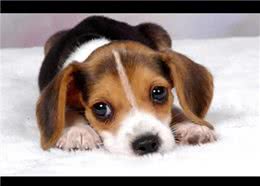 你真的了解宠物的心理吗?为何狗狗服从，猫咪却受欢迎?