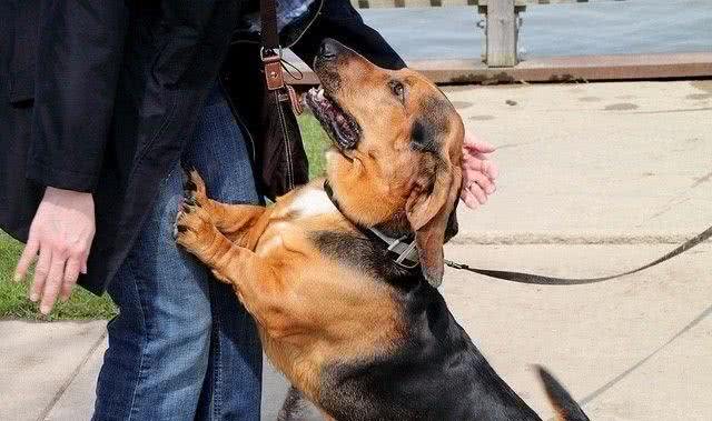 六个简单的方法，停止狗狗扑人的行为