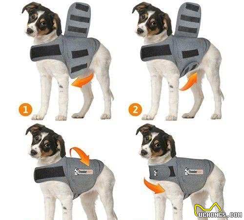 六个简单的方法，停止狗狗扑人的行为