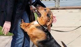 六个简单的方法，停止狗狗扑人的行为