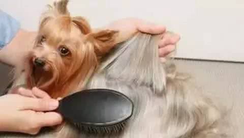 狗狗美毛不复杂这么做超简单