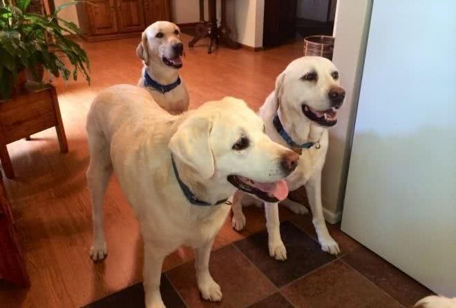 在等待多年后，四肢瘫痪的病人第一次见到了他的服务犬